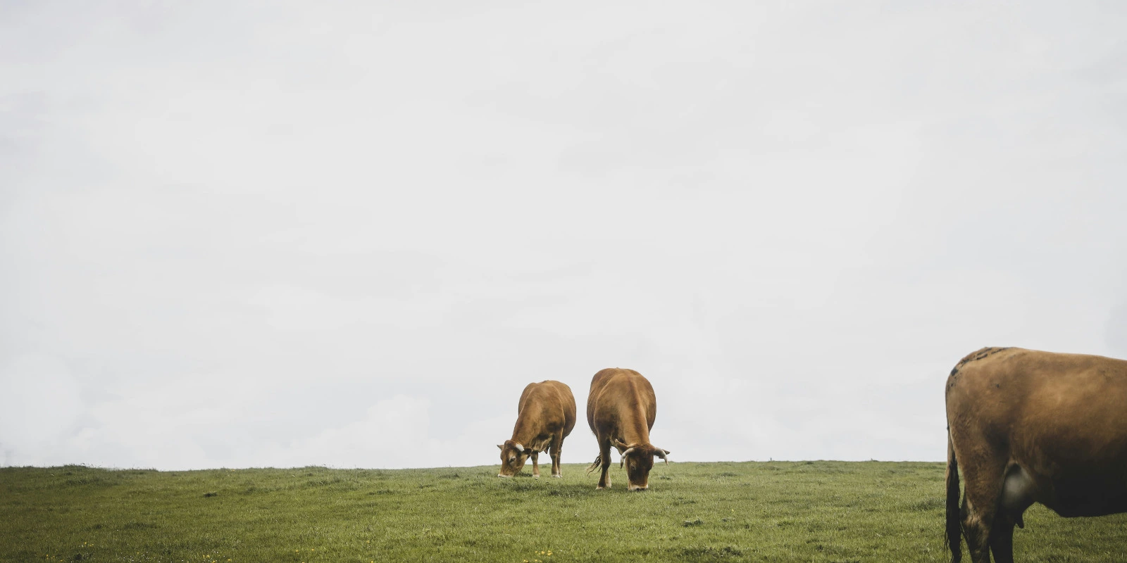 Licence Pro Métiers de l'Éducation, Formation et de l'Action Sociale