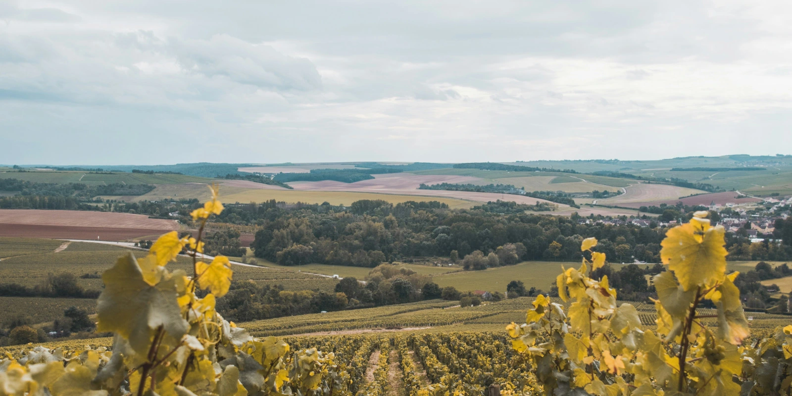 Licence SEF (Sciences de l'Éducation et de la Formation) : Comment Postuler