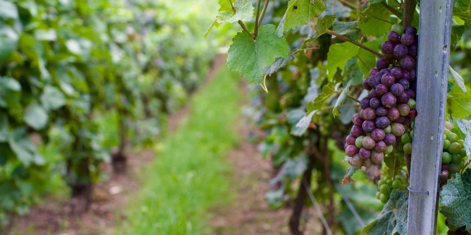 Pédagogie Différenciée : Adapter l'Enseignement aux Besoins Individuels